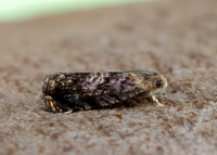 49.359 BF1245 Grapholita janthinana