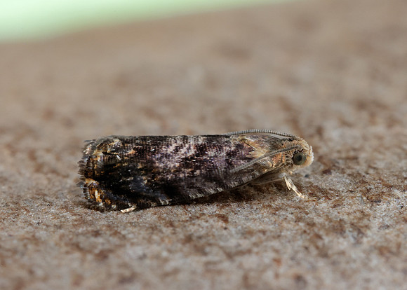 49.359 BF1245 Grapholita janthinana