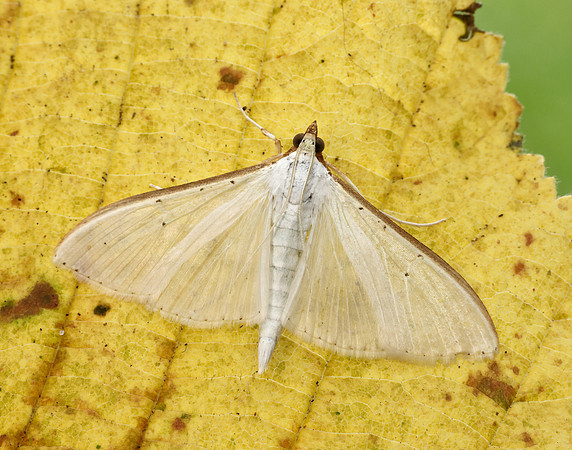 63.048 BF1408 Palpita vitrealis