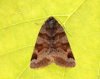 72.083 BF2463 Burnet Companion Euclidia glyphica