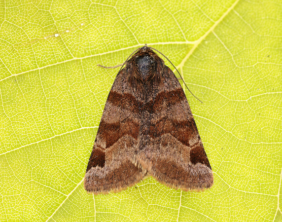 72.083 BF2463 Burnet Companion Euclidia glyphica