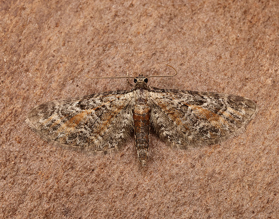 70.187 BF1838 Tawny Speckled Pug Eupithecia icterata