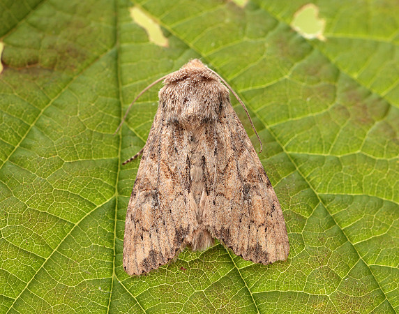 73.157 BF2333 Large Nutmeg Apamea anceps