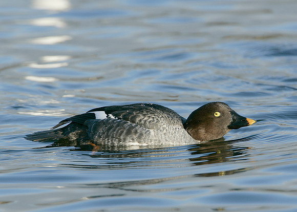Goldeneye Bucephala clangula