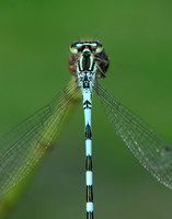 Northern Damselfly Coenagrion hastulatum