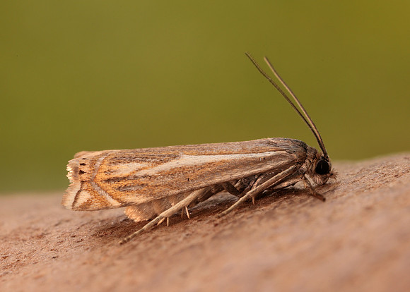 63.086 BF1301 Crambus lathoniellus
