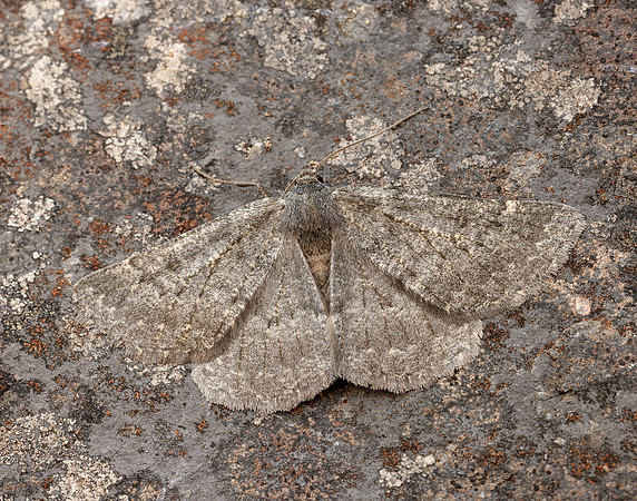 70.285 BF1963 Scotch Annulet Gnophos obfuscata