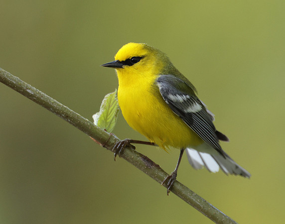 Blue-winged Warbler Vermivora cyanoptera