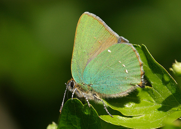 Green Hairstreak Callophrys rubi