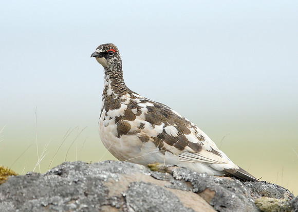 Ptarmigan Lagopus mutus