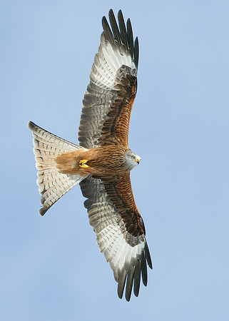 Red Kite Milvus milvus