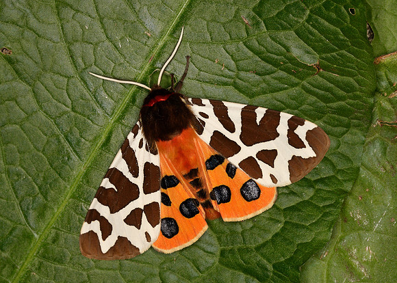 72.026 BF2057 Garden Tiger Arctia caja