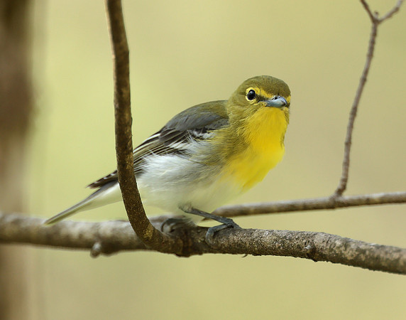 Yellow-throated Vireo Vireo flavifrons