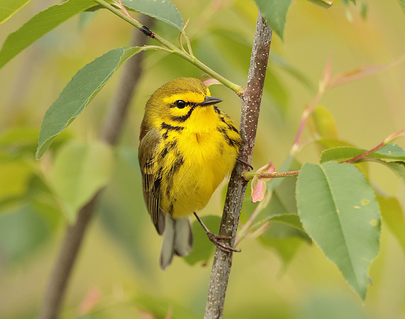 Prairie Warbler Setophaga discolor
