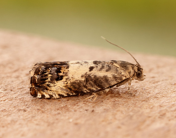 49.367 BF1236 Pammene fasciana