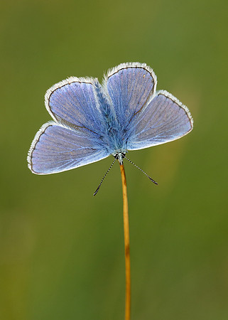 Common Blue Polyommatus icarus