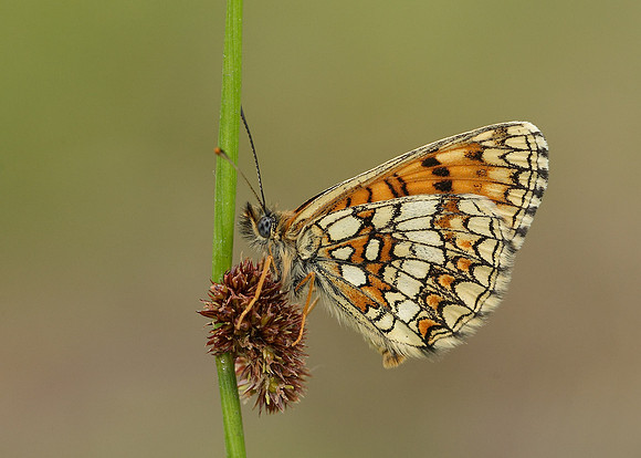 Heath Fritillary Melitaea athalia