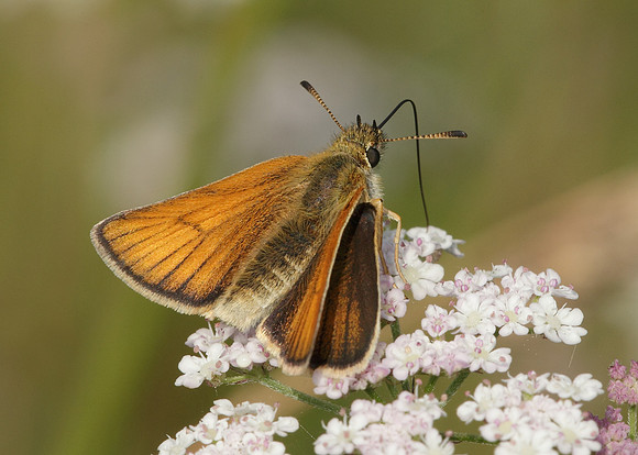Essex Skipper Thymelicus lineola