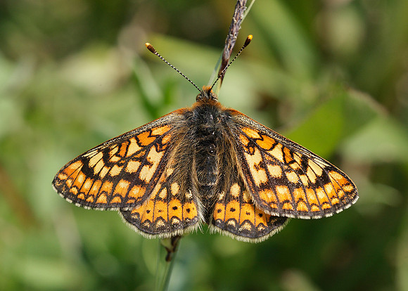 Marsh Fritillary Euphydryas aurinia