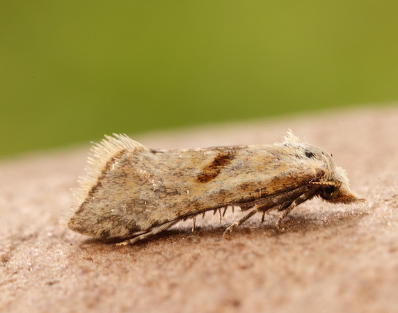 49.097 BF936 Cochylimorpha straminea