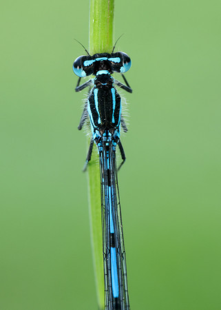 Variable Damselfly Coenagrion pulchellum