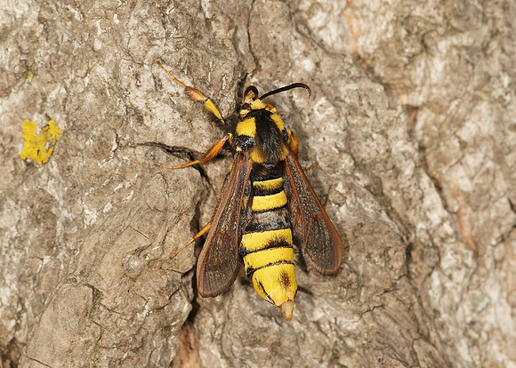 52.002 BF0370 Hornet Moth Sesia apiformis