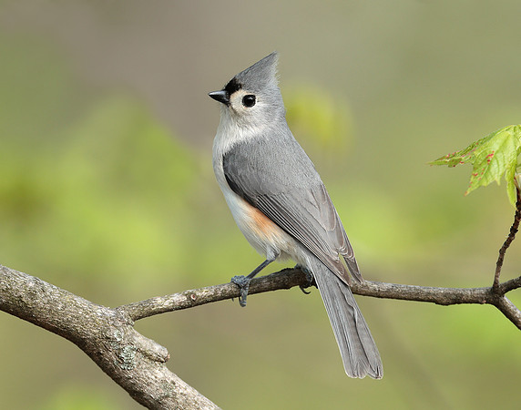 Tufted Titmouse Baeolophus bicolor