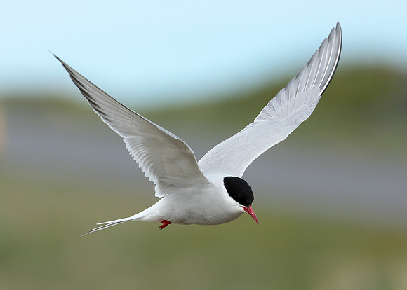 Arctic Tern Sterna paradisaea
