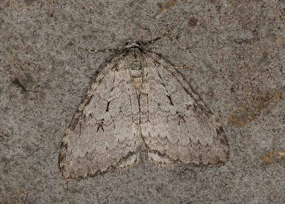 70.107-10 BF1795-98 November Moth agg Epirrita agg