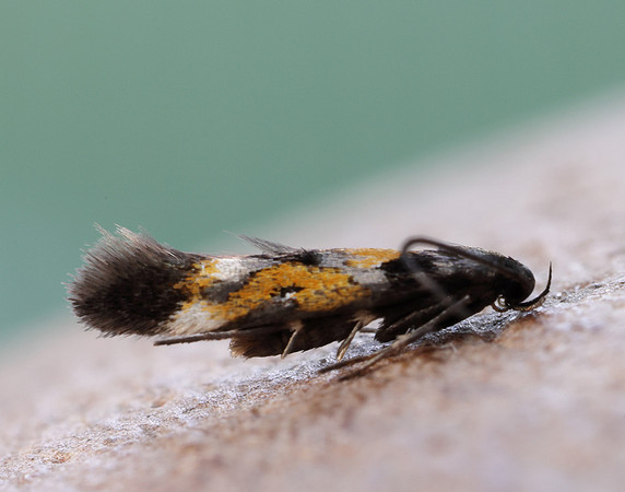 40.013 BF882 Mompha locupletella