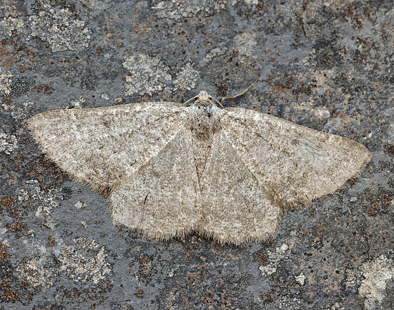 70.285 BF1963 Scotch Annulet Gnophos obfuscata