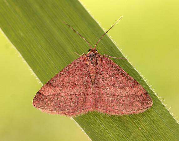 70.022 BF1688 Tawny Wave Scopula rubiginata