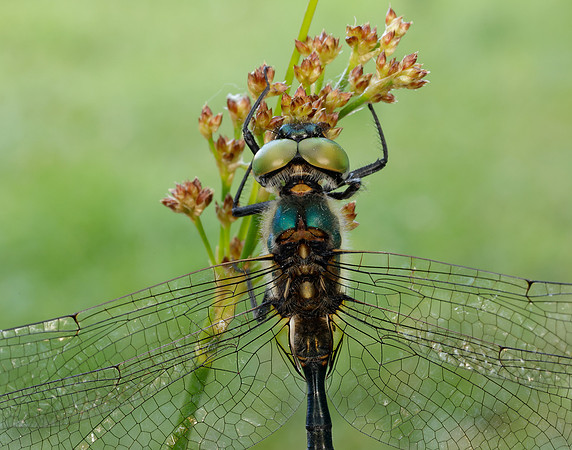 Northern Emerald Somatochlora arctica