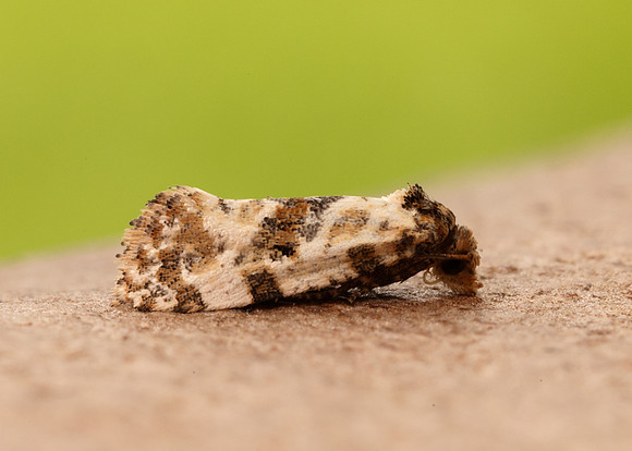 49.138 BF964a Neocochylis molliculana