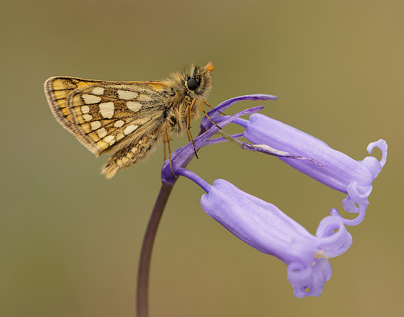 Chequered Skipper Carterocephalus palaemon