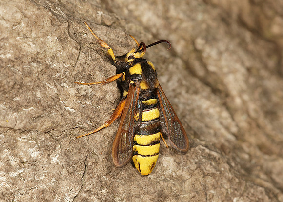 52.002 BF0370 Hornet Moth Sesia apiformis