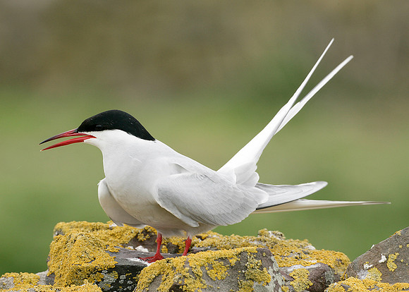 Arctic Tern Sterna paradisaea
