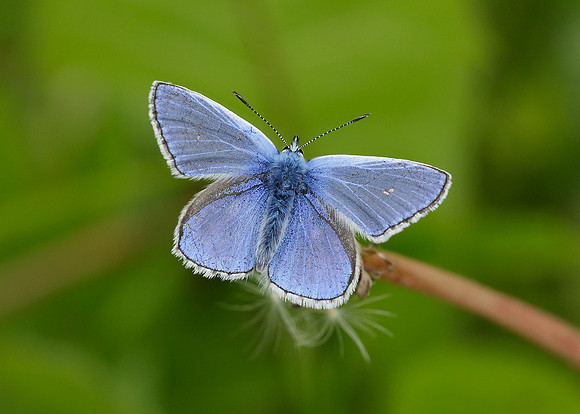 Common Blue Polyommatus icarus