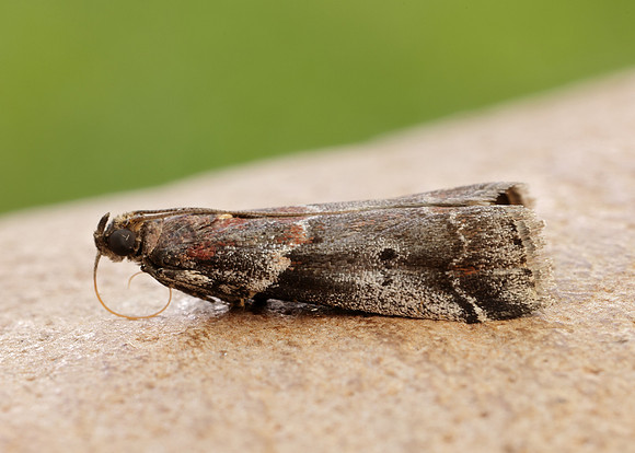 62.036 BF1438 Acrobasis suavella