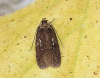32.018 BF688 Agonopterix heracliana