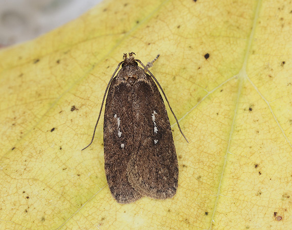 32.018 BF688 Agonopterix heracliana
