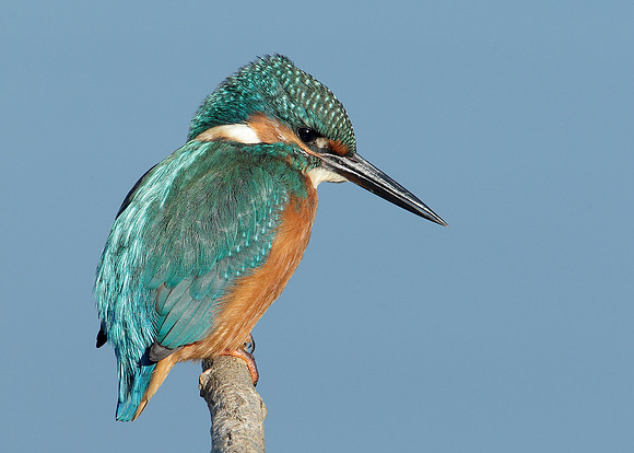Kingfisher Alcedo atthis