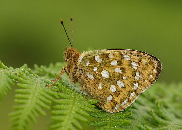 Dark Green Fritillary Argynnis aglaja