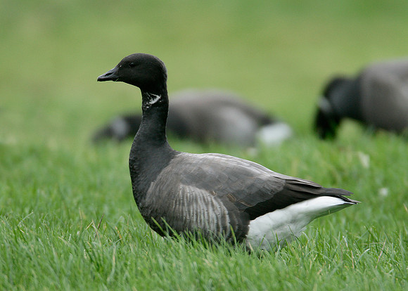 Brent Goose Branta bernicla