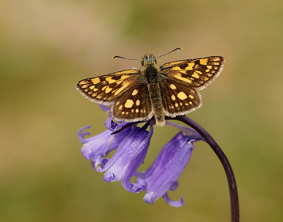 Chequered Skipper Carterocephalus palaemon