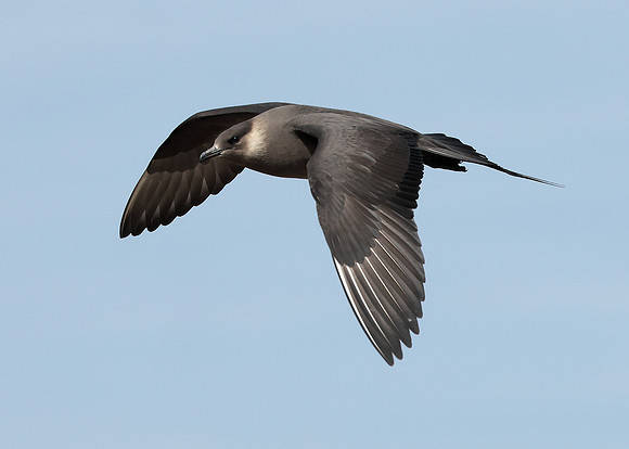 Arctic Skua Stercorarius parasiticus