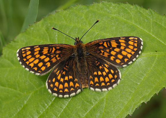 Heath Fritillary Melitaea athalia