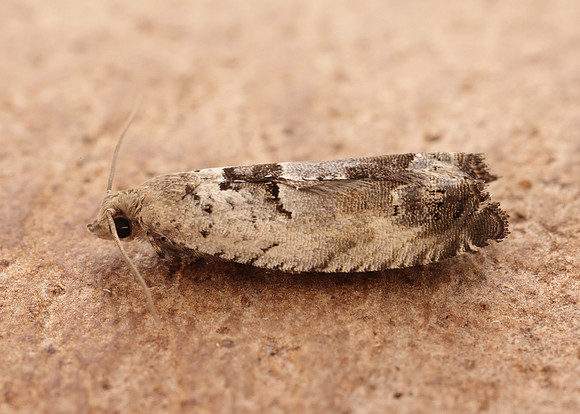 49.249 BF1134 Epinotia ramella