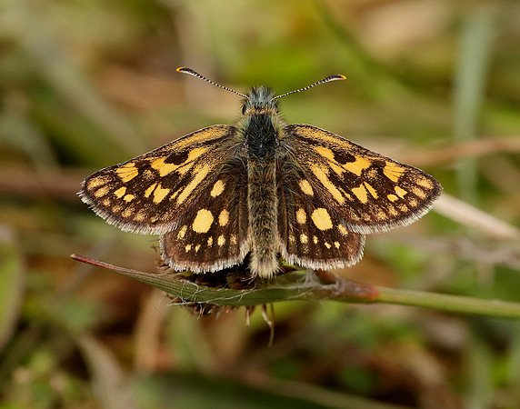 Chequered Skipper Carterocephalus palaemon