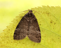 65.013 BF1657 Common Lutestring Ochropacha duplaris